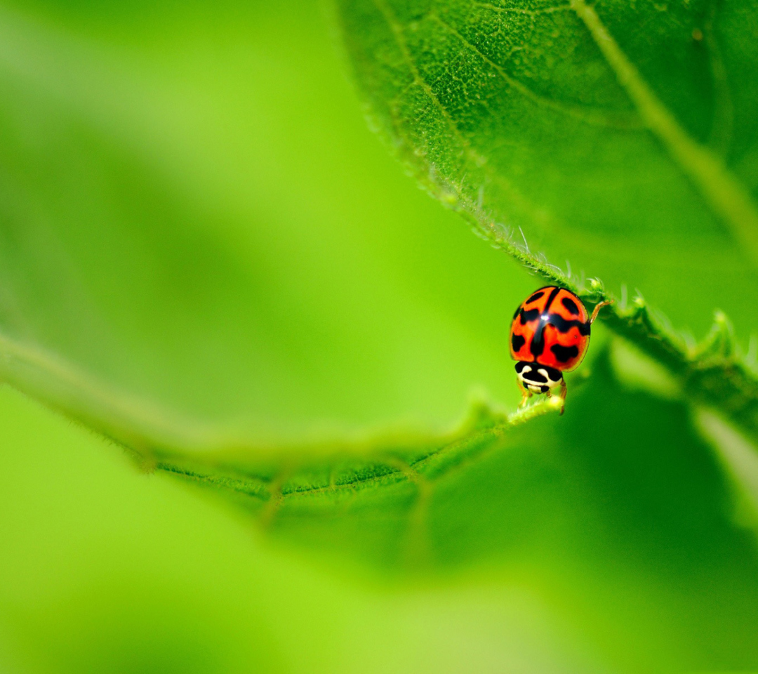 Обои Ladybug On Green Leaf 1080x960