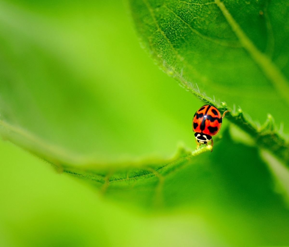 Fondo de pantalla Ladybug On Green Leaf 1200x1024