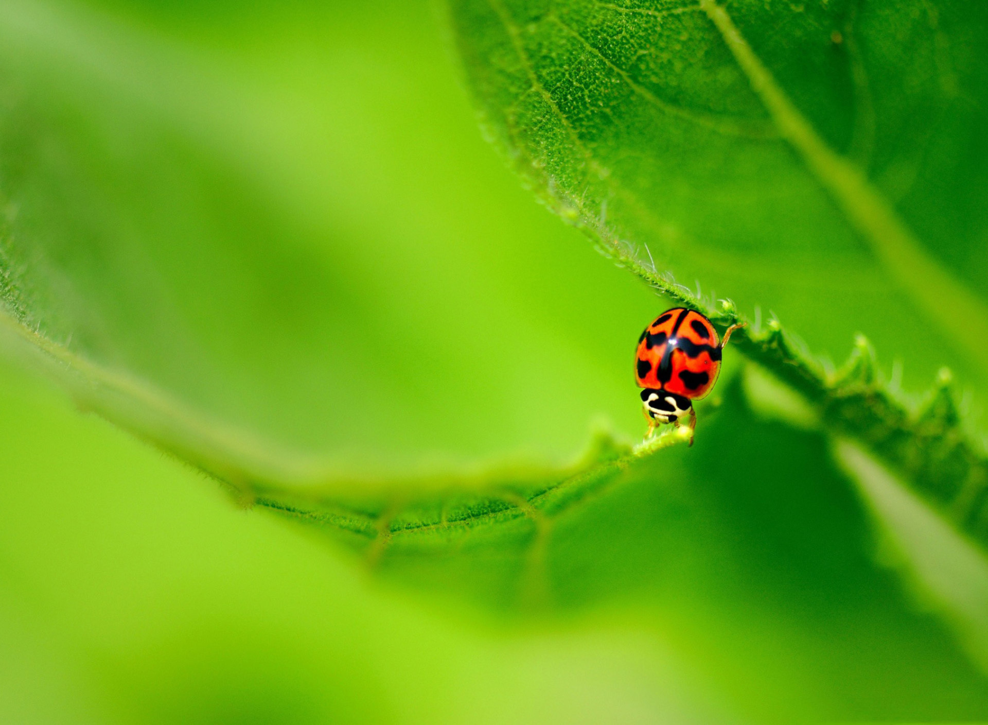 Sfondi Ladybug On Green Leaf 1920x1408