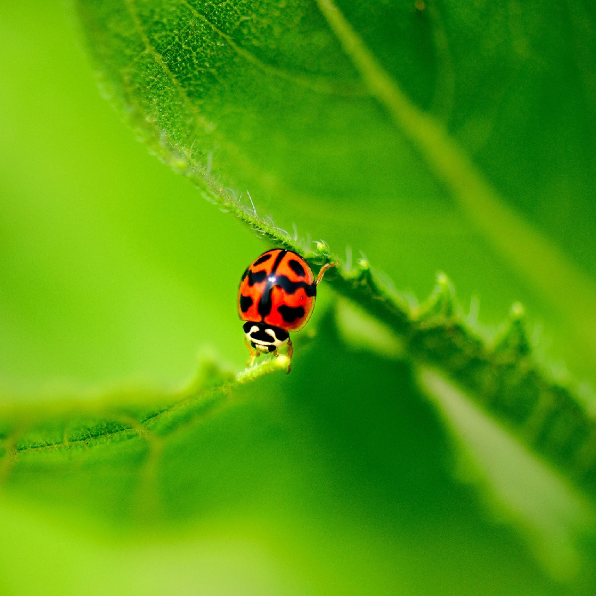 Das Ladybug On Green Leaf Wallpaper 2048x2048