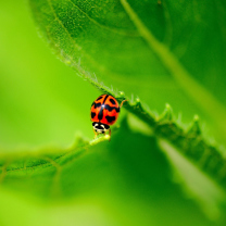 Sfondi Ladybug On Green Leaf 208x208