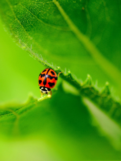Das Ladybug On Green Leaf Wallpaper 240x320