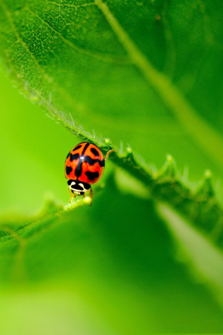 Das Ladybug On Green Leaf Wallpaper 320x480