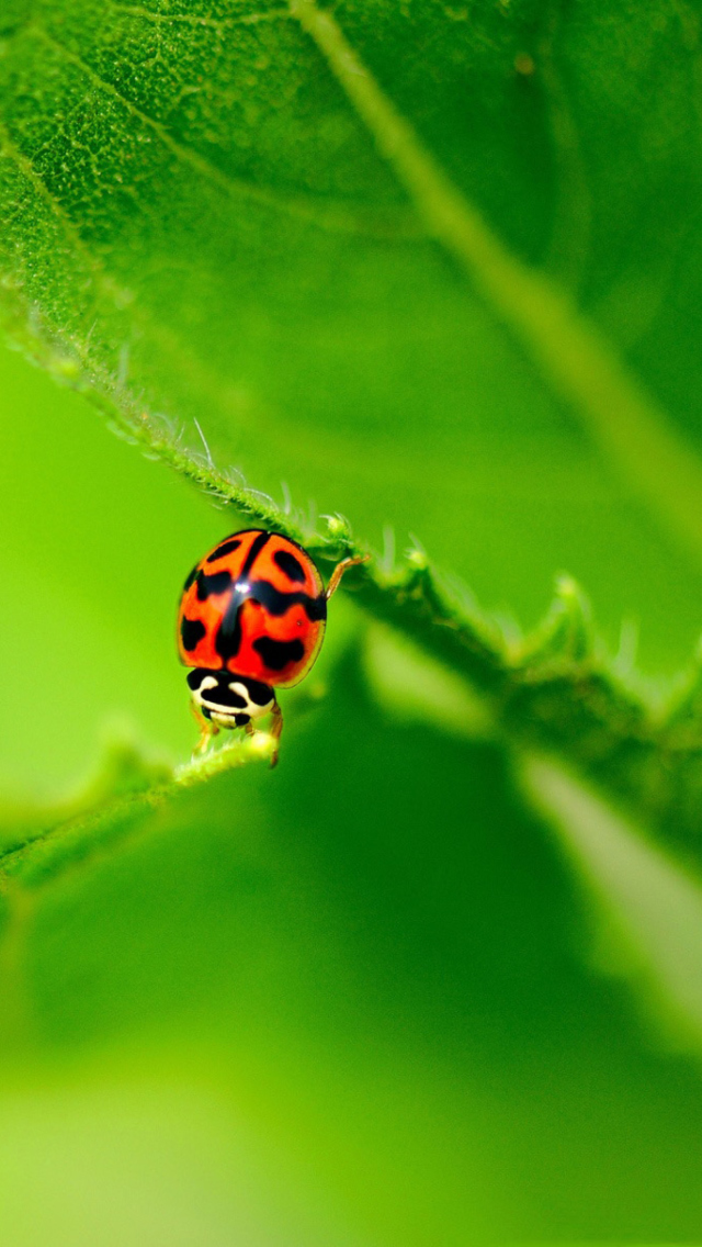 Обои Ladybug On Green Leaf 640x1136
