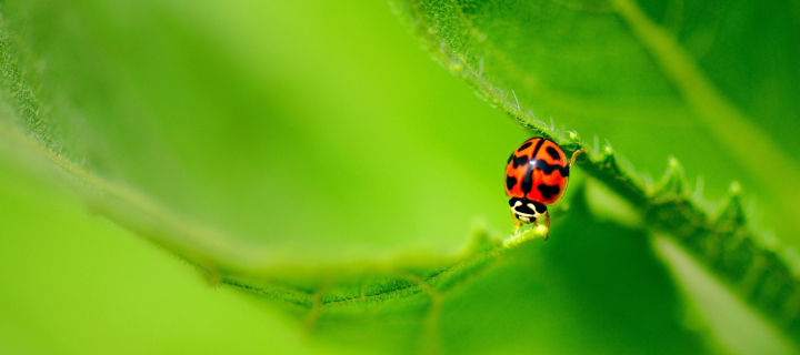 Обои Ladybug On Green Leaf 720x320