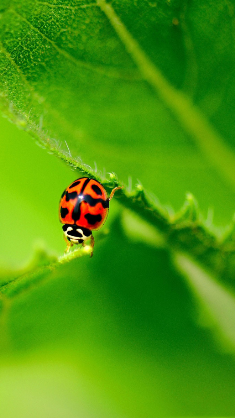 Ladybug On Green Leaf wallpaper 750x1334