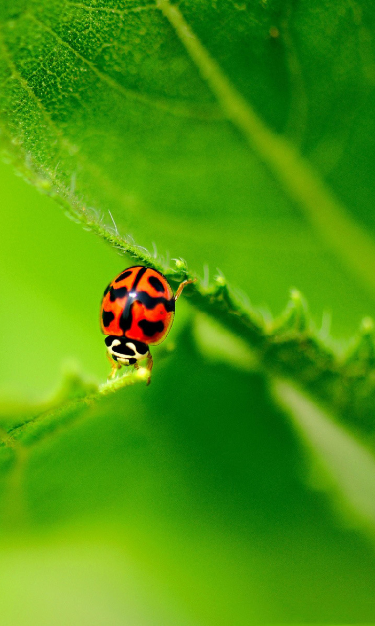 Das Ladybug On Green Leaf Wallpaper 768x1280