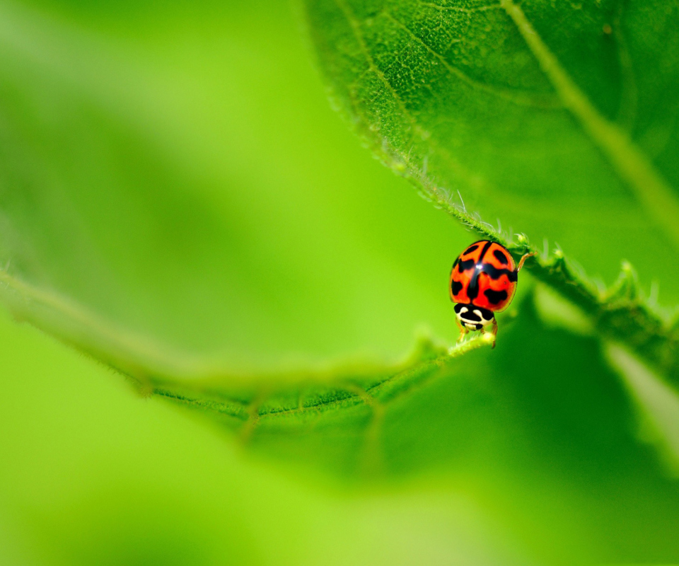 Das Ladybug On Green Leaf Wallpaper 960x800