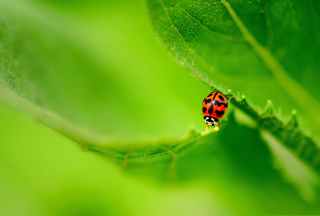 Ladybug On Green Leaf - Obrázkek zdarma 
