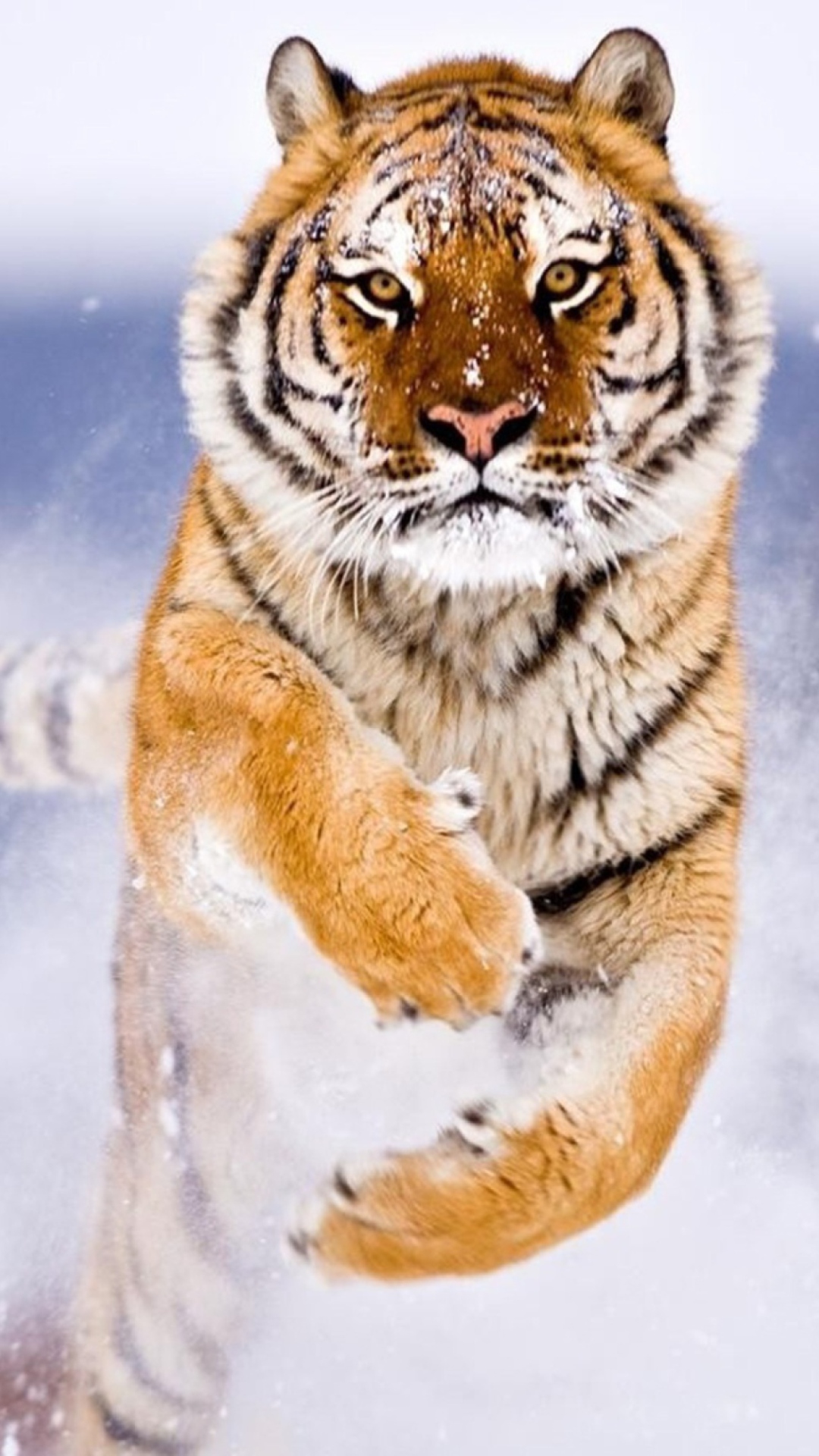 Обои Amur Tiger 1080x1920