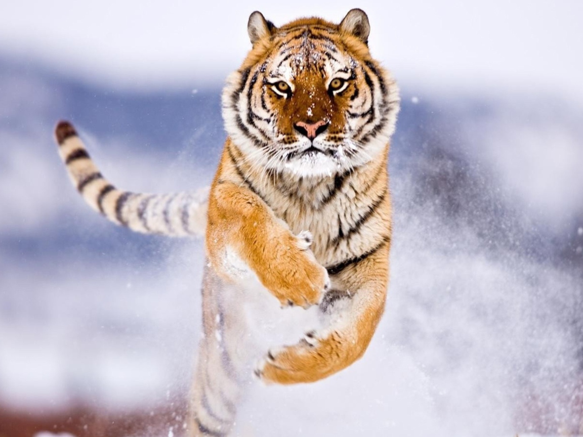 Amur Tiger screenshot #1 1152x864