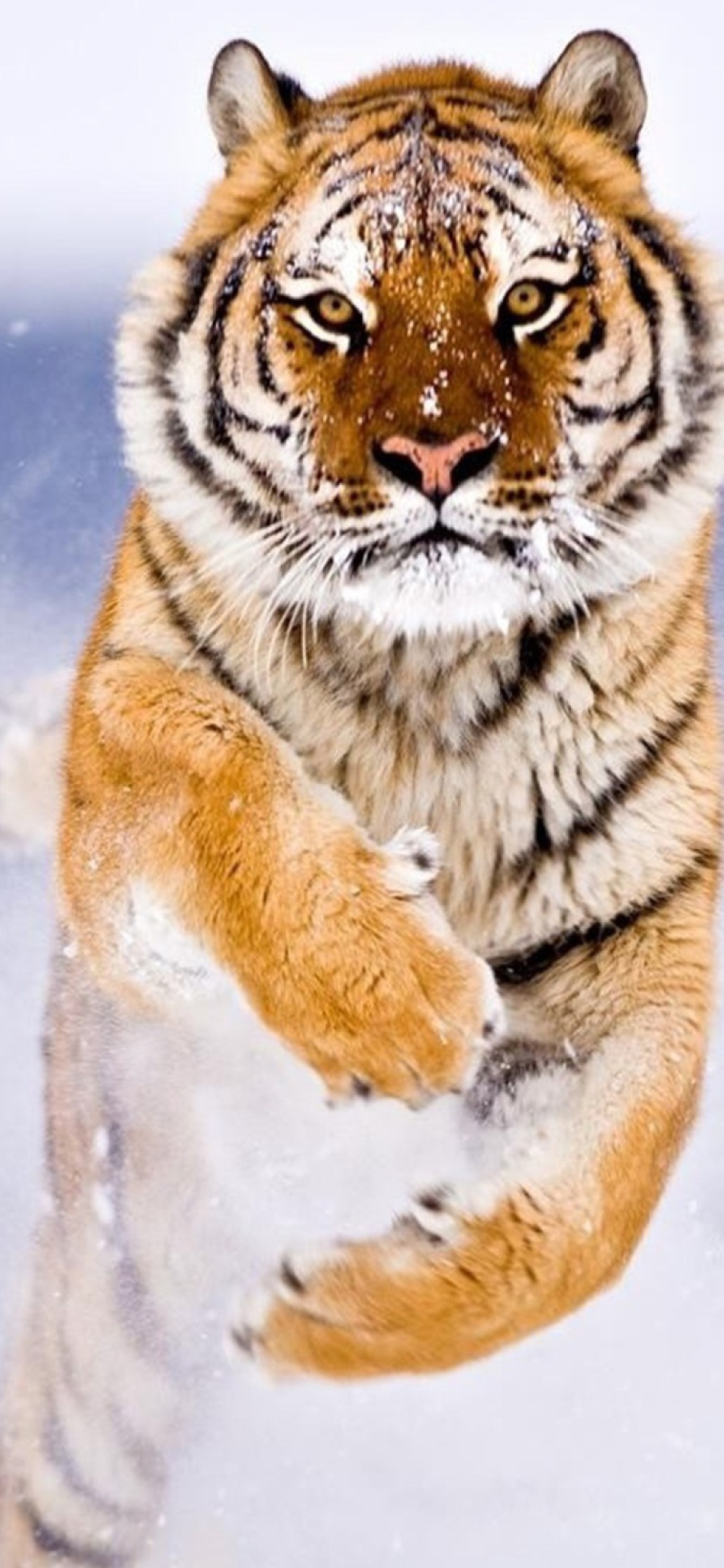 Sfondi Amur Tiger 1170x2532