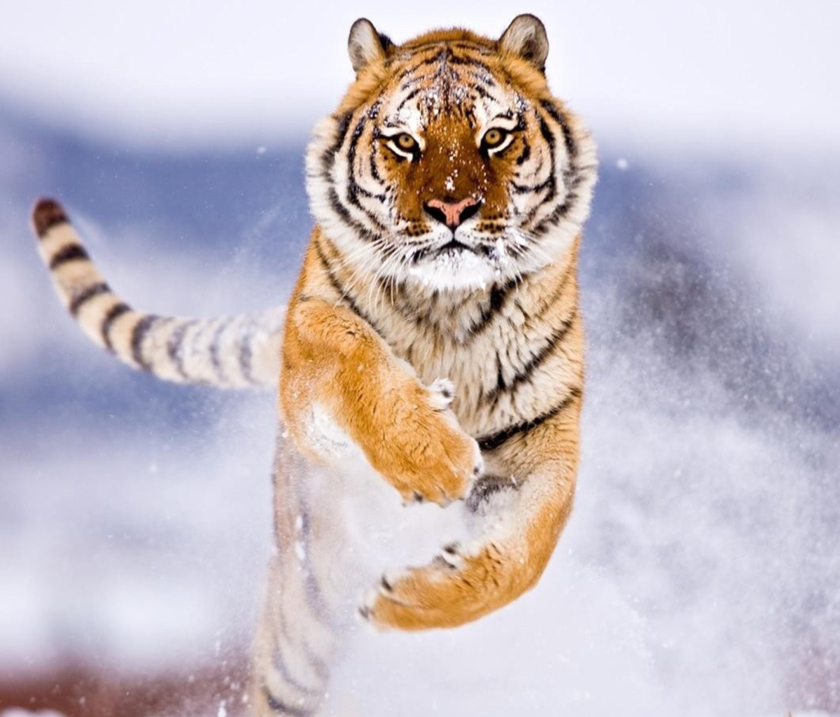 Das Amur Tiger Wallpaper 1200x1024