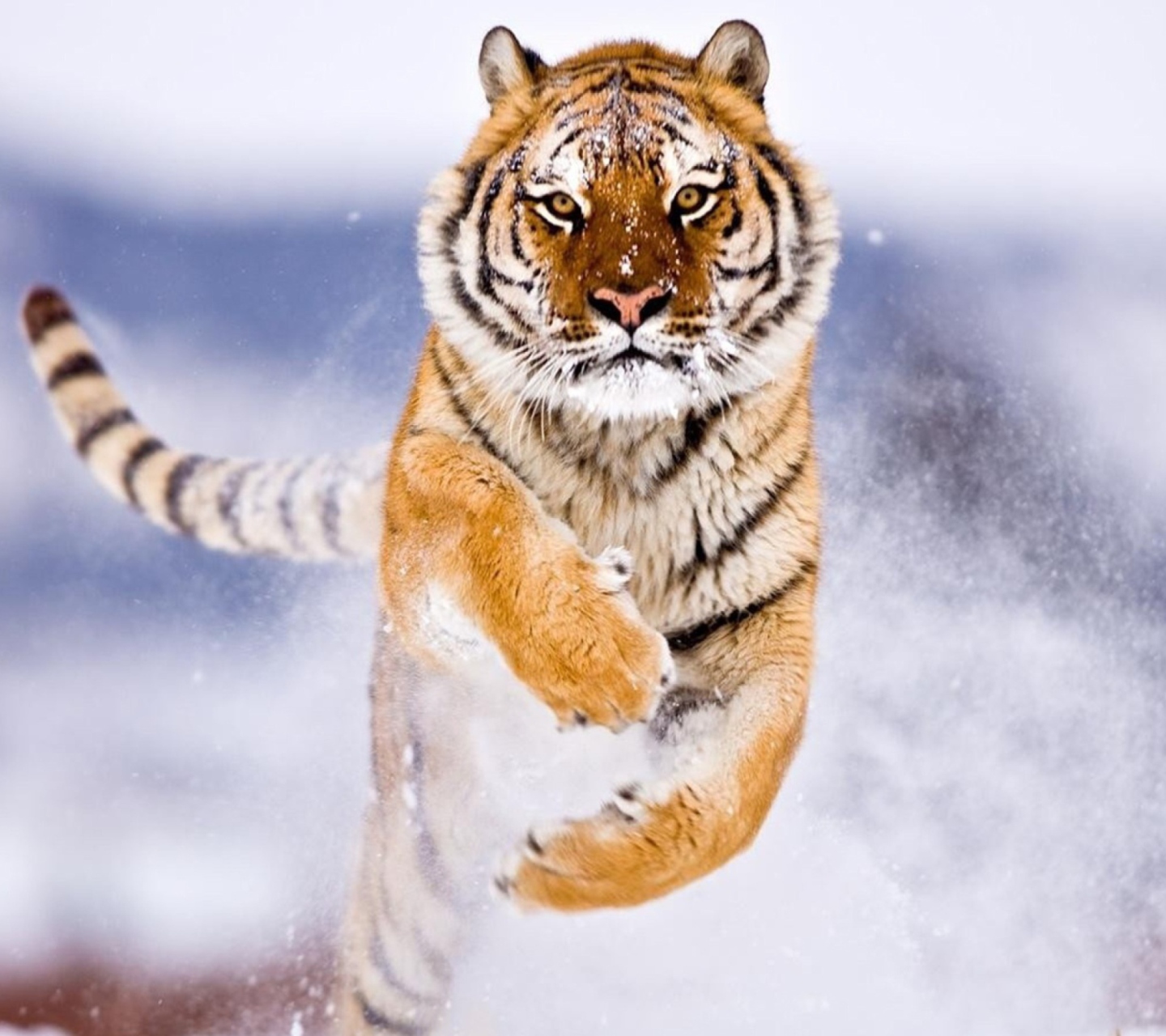 Обои Amur Tiger 1440x1280