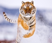 Amur Tiger wallpaper 176x144
