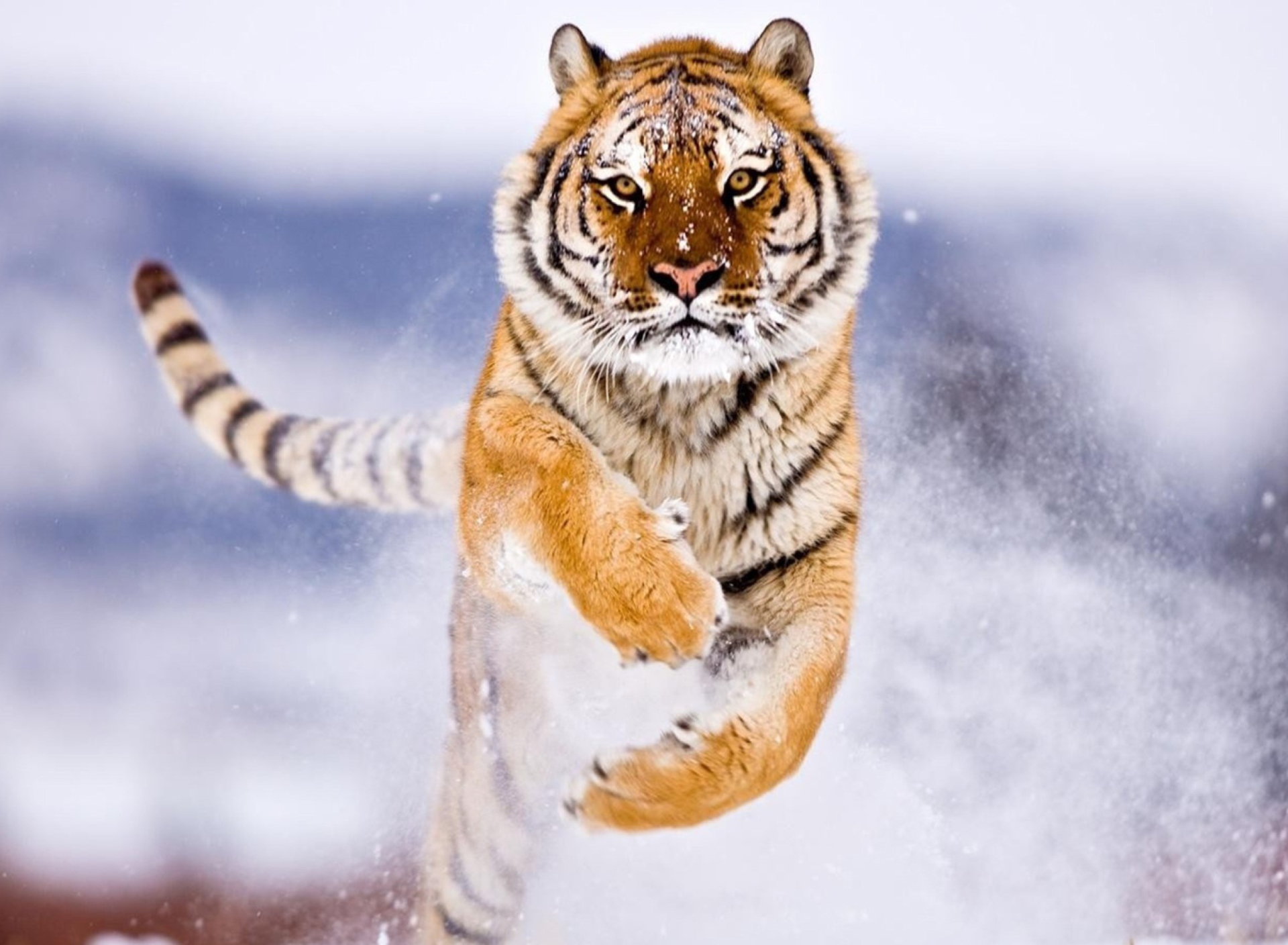 Sfondi Amur Tiger 1920x1408