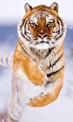 Das Amur Tiger Wallpaper 240x400