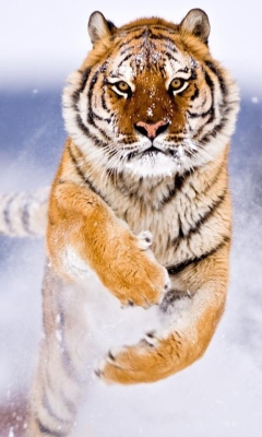 Обои Amur Tiger 240x400