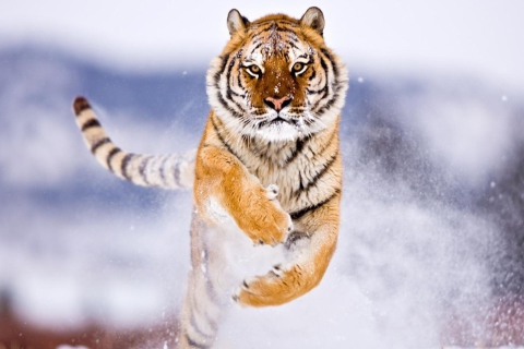 Amur Tiger wallpaper 480x320