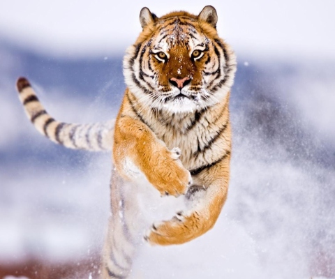 Fondo de pantalla Amur Tiger 480x400