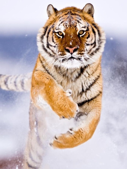 Amur Tiger wallpaper 480x640