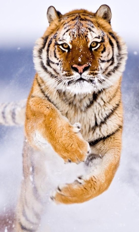 Das Amur Tiger Wallpaper 480x800