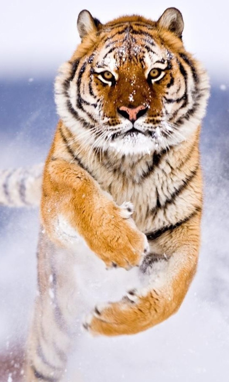 Sfondi Amur Tiger 768x1280