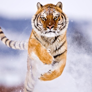 Amur Tiger Background for iPad mini 2