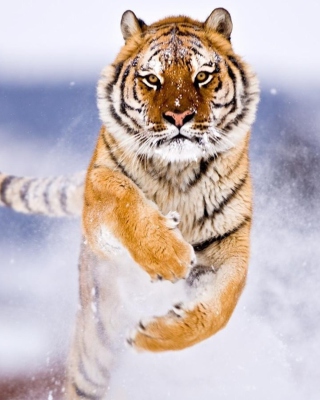 Amur Tiger - Obrázkek zdarma pro Nokia C7