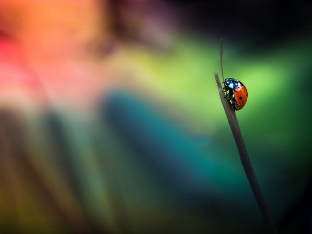 Fondo de pantalla Ladybug 1024x768