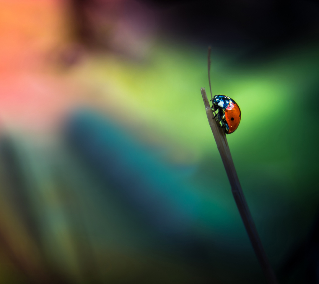 Fondo de pantalla Ladybug 1080x960