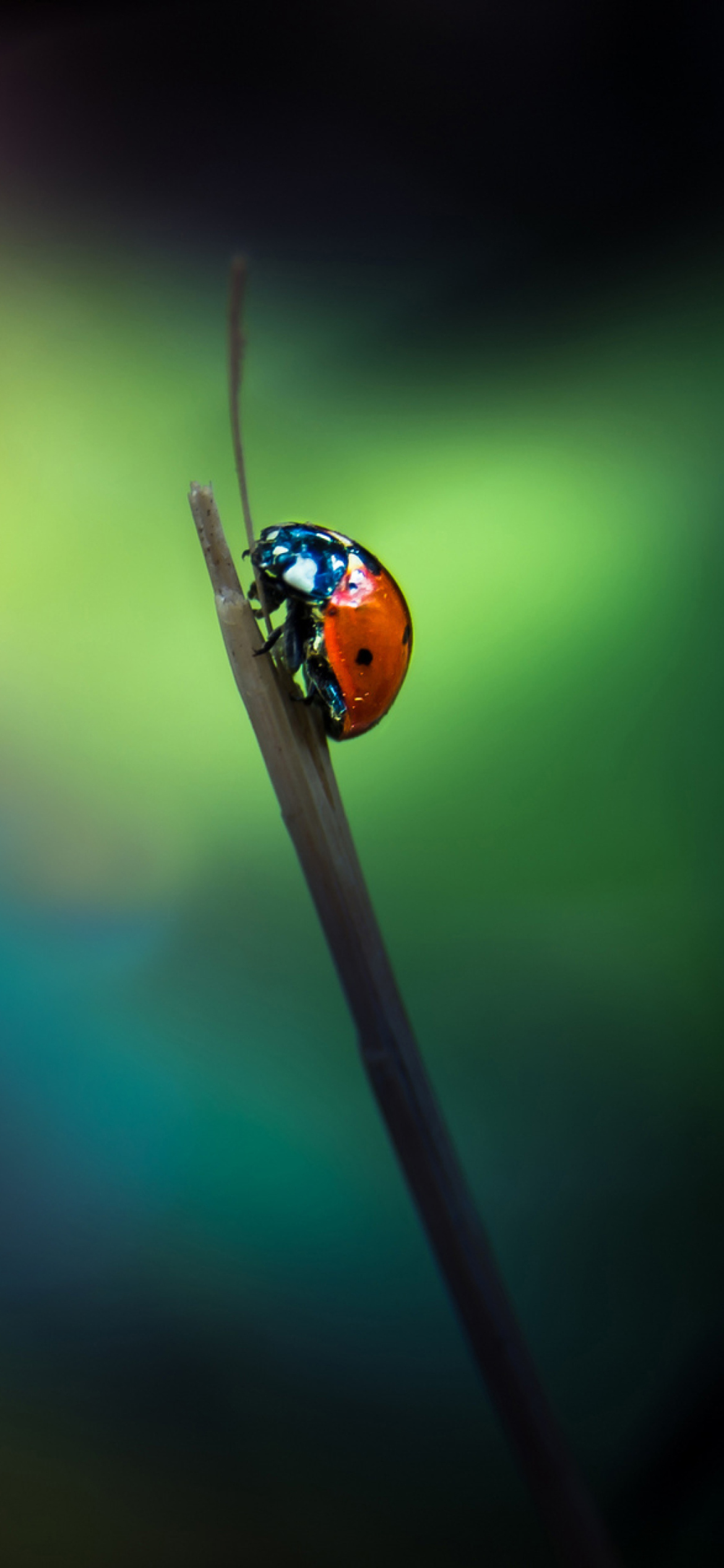 Sfondi Ladybug 1170x2532