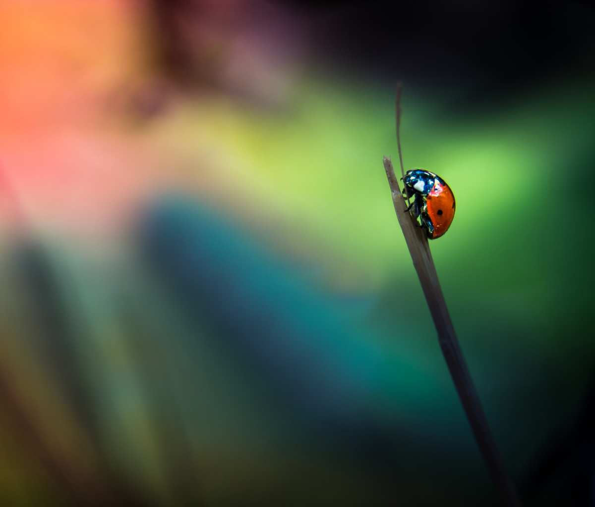 Ladybug screenshot #1 1200x1024