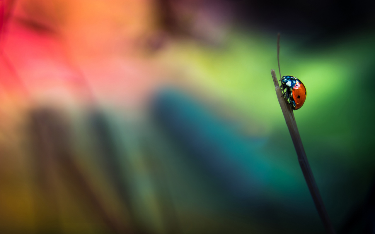 Fondo de pantalla Ladybug 1280x800
