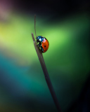 Das Ladybug Wallpaper 128x160