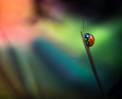 Ladybug wallpaper 176x144