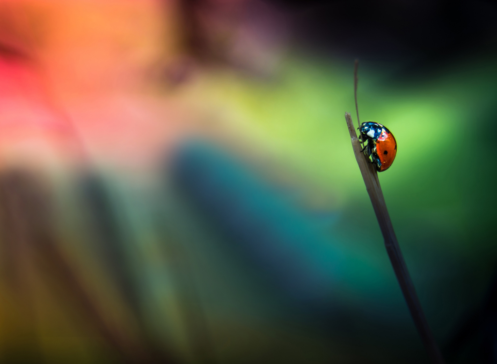 Обои Ladybug 1920x1408