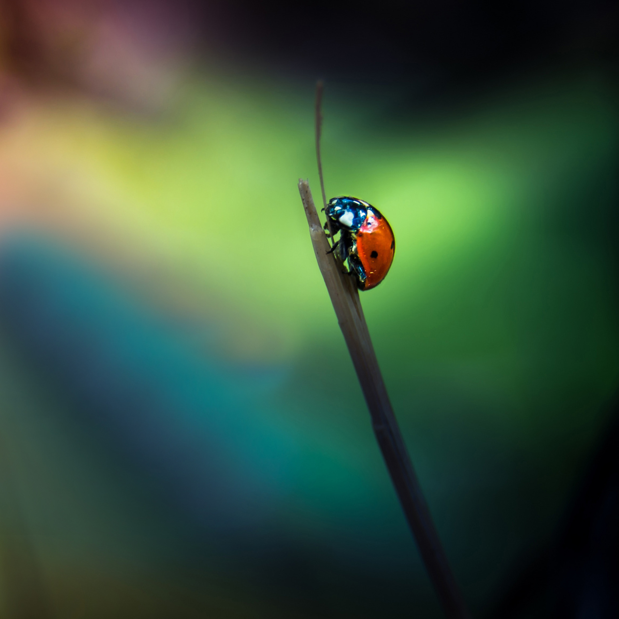 Sfondi Ladybug 2048x2048