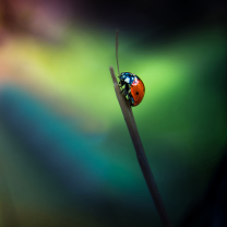 Sfondi Ladybug 208x208