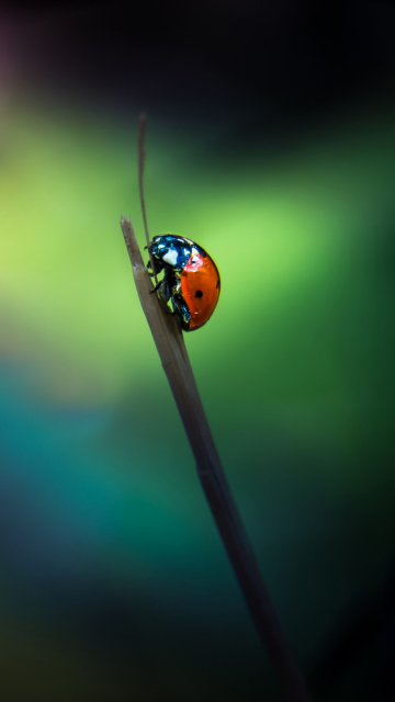 Sfondi Ladybug 360x640