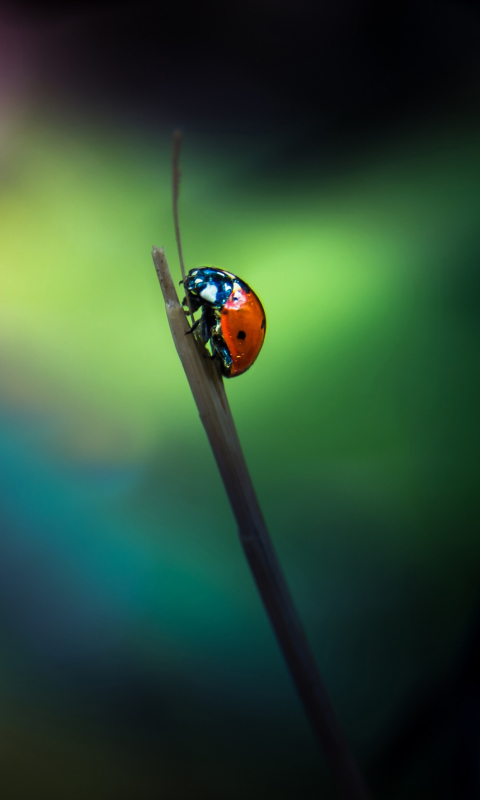 Sfondi Ladybug 480x800