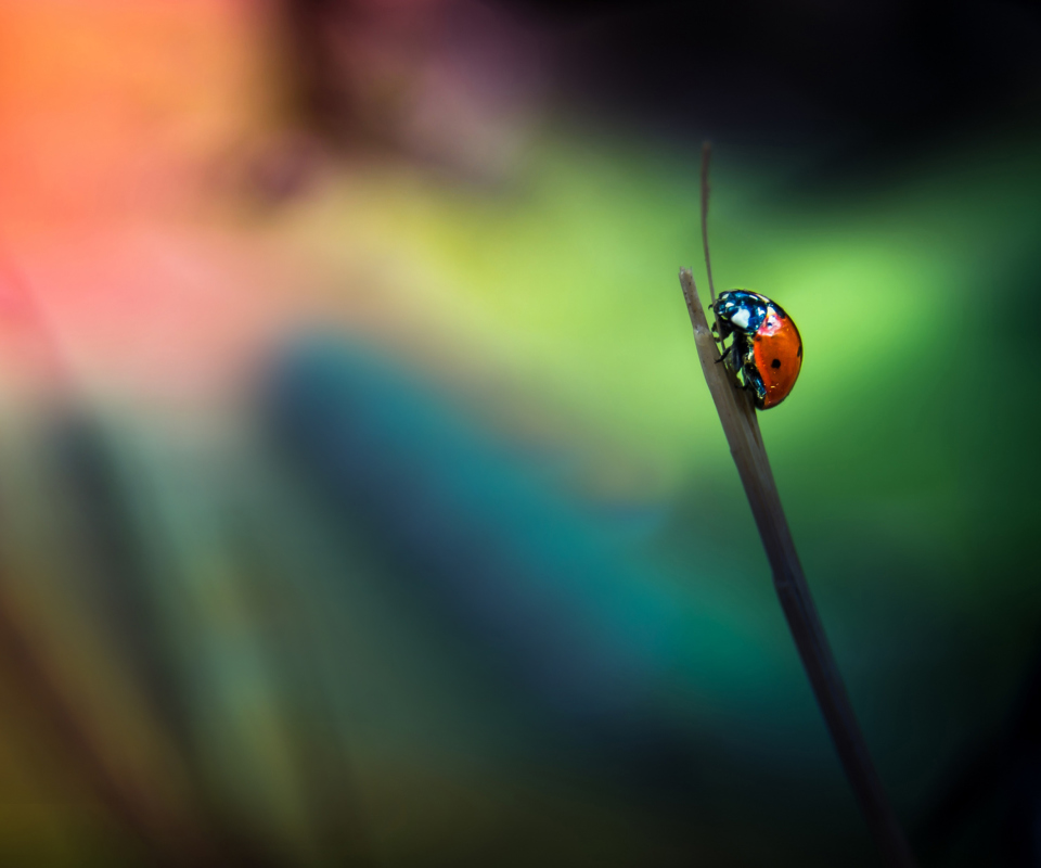 Ladybug wallpaper 960x800