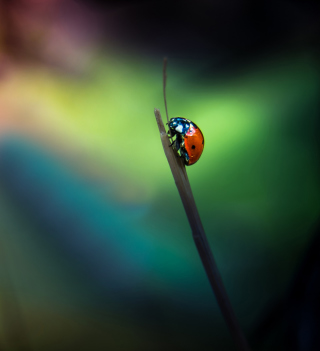 Ladybug - Obrázkek zdarma pro iPad Air