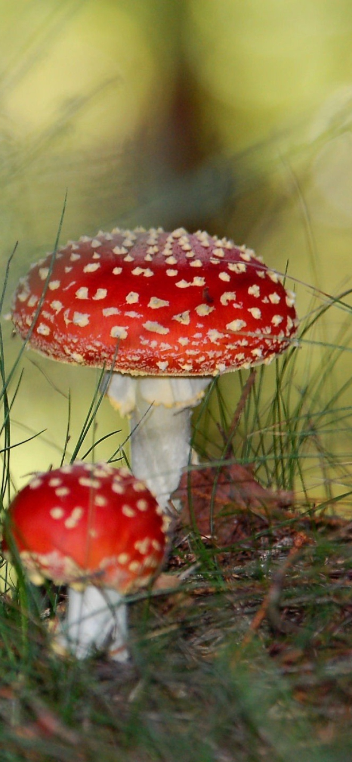 Sfondi Red Mushrooms 1170x2532