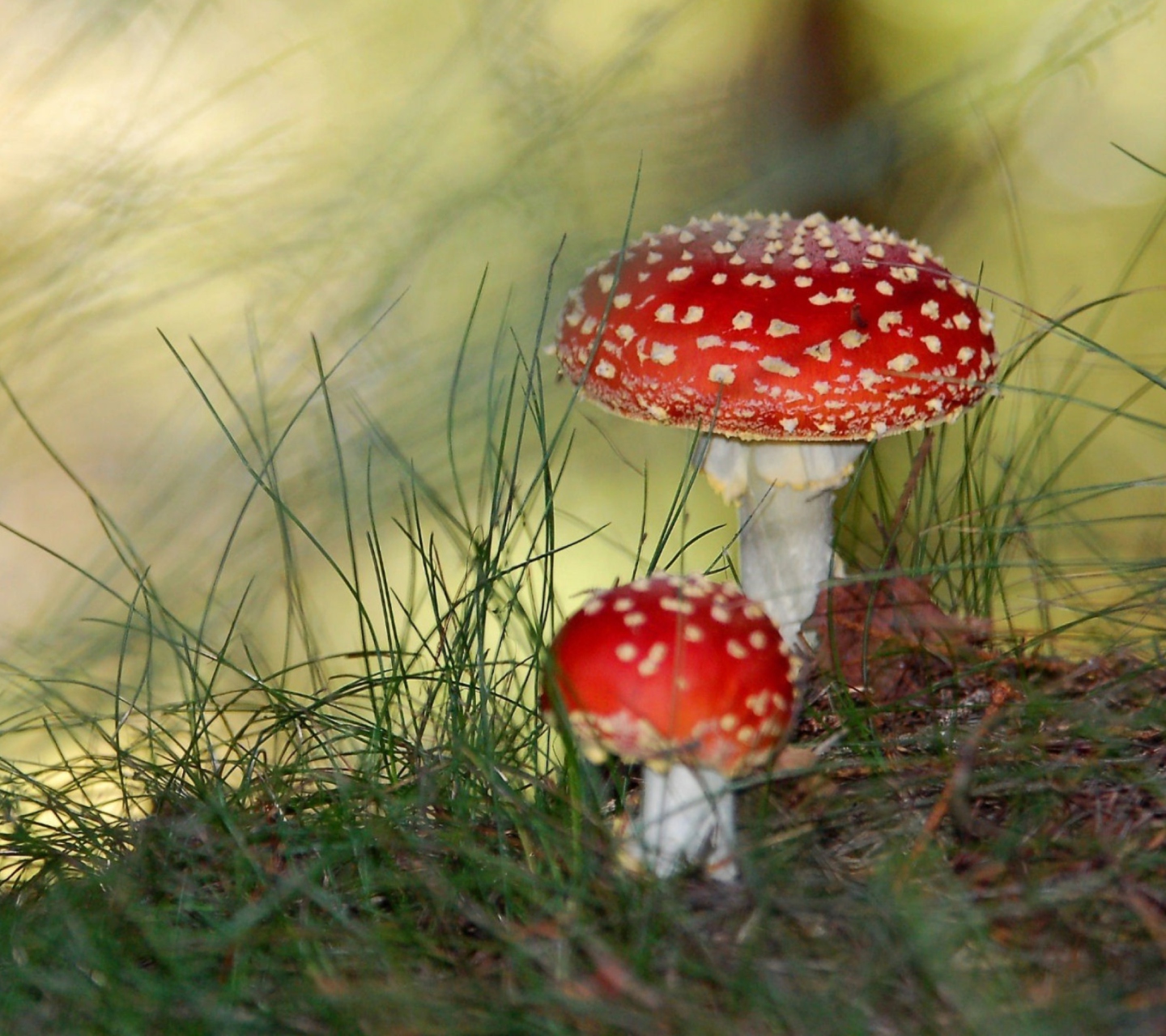 Обои Red Mushrooms 1440x1280