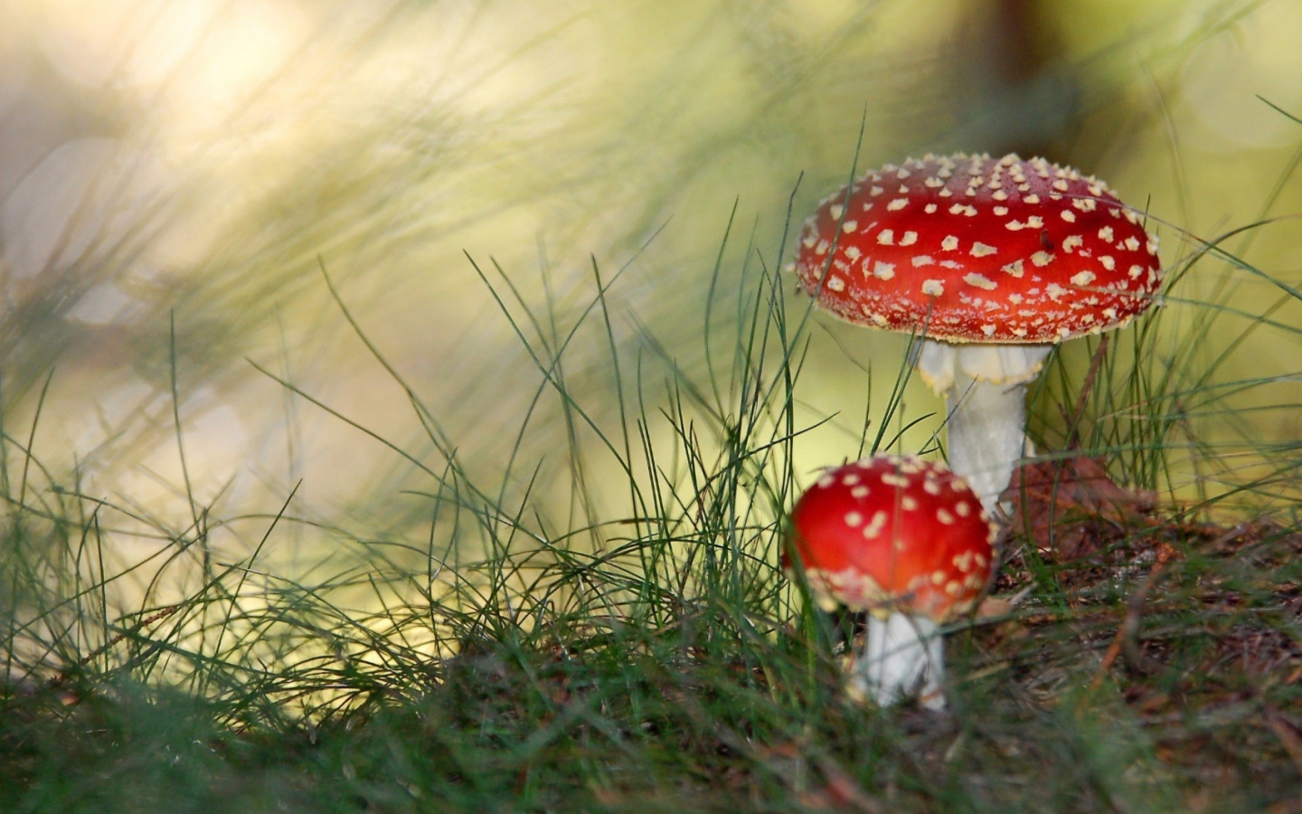 Screenshot №1 pro téma Red Mushrooms 1440x900