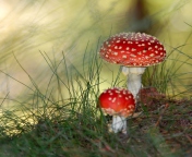 Fondo de pantalla Red Mushrooms 176x144