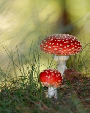 Обои Red Mushrooms 176x220