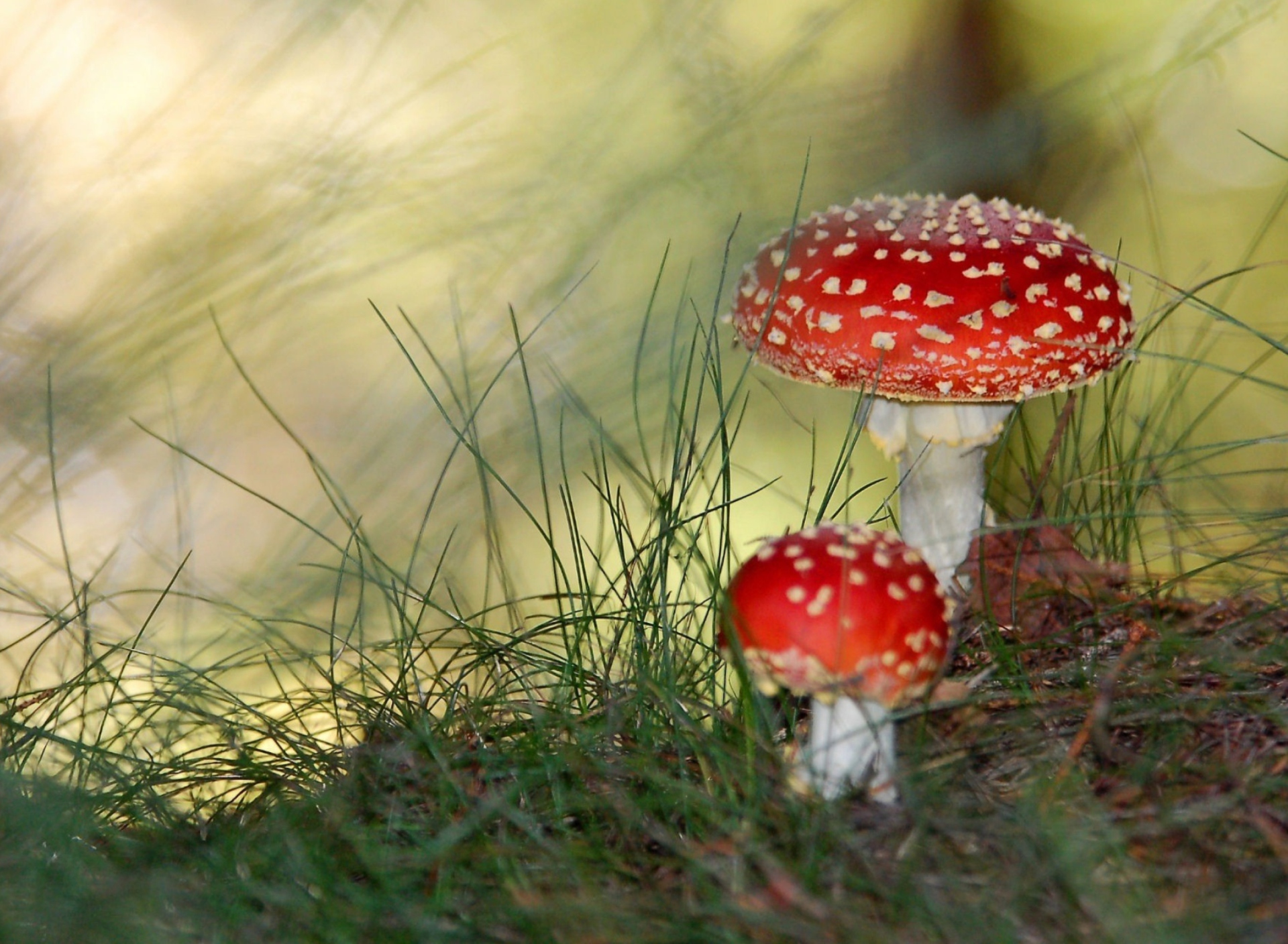 Fondo de pantalla Red Mushrooms 1920x1408