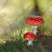 Обои Red Mushrooms 208x208